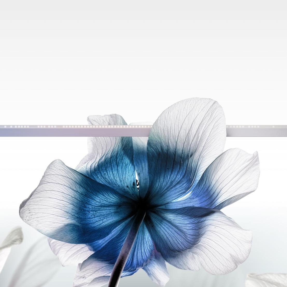 The image of isocell HP1 on the flowers.