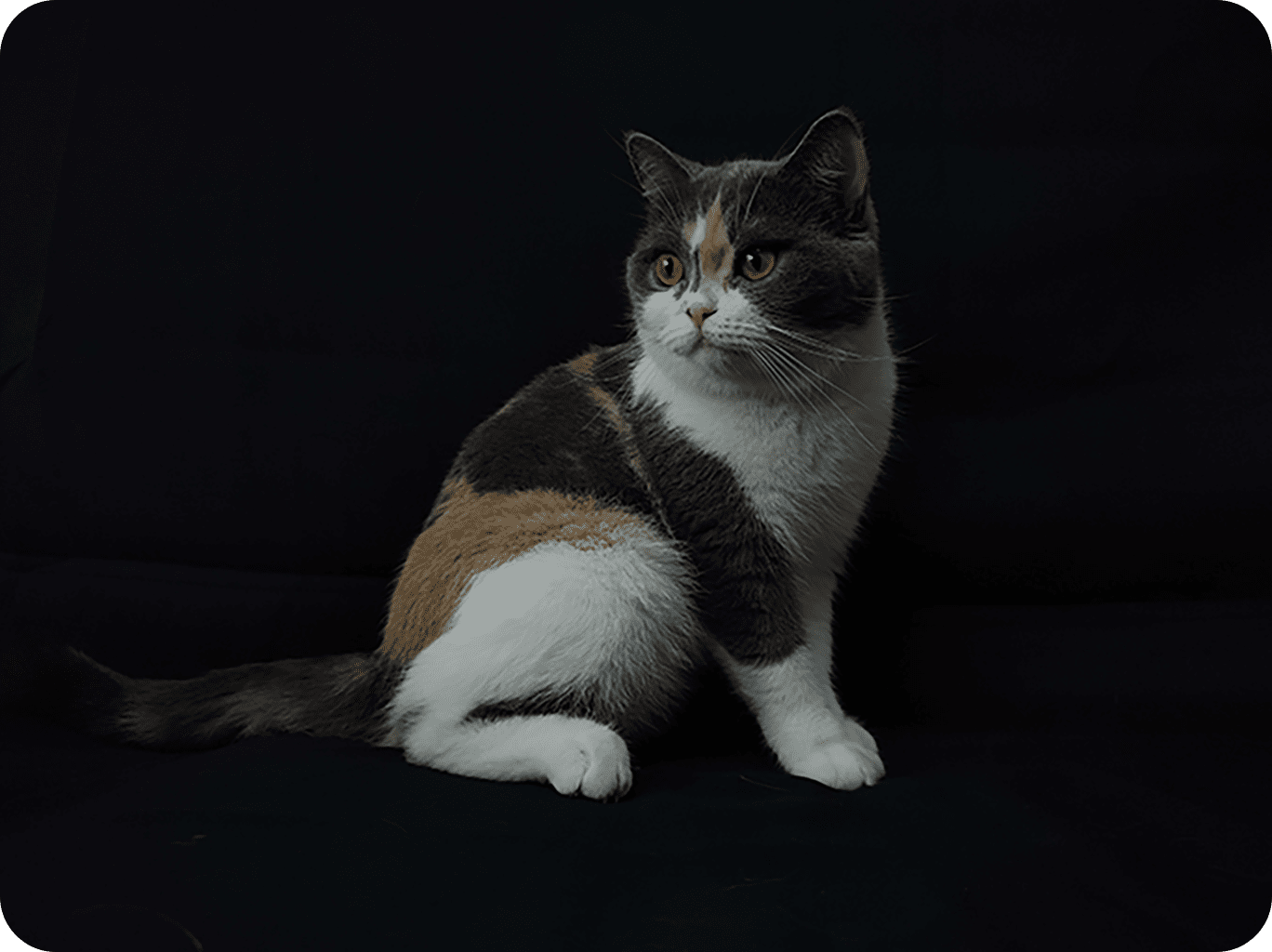 这是参与三星ISOCELL照片展的ISOCELL 2亿像素表现的超高画质黑色背景的猫咪全身照片。