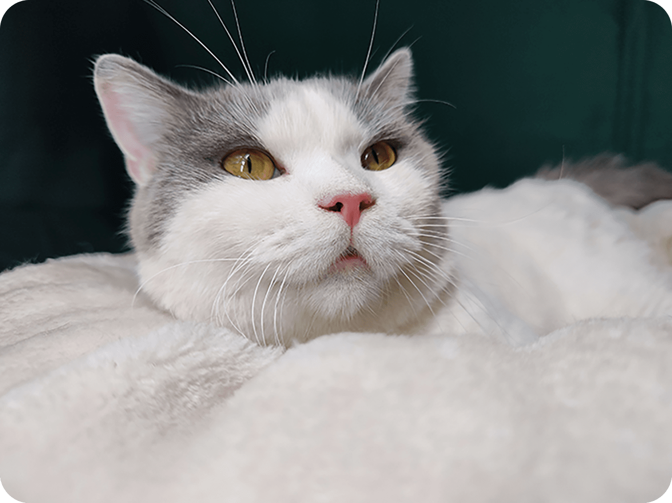 这是参与三星ISOCELL照片展的ISOCELL 2亿像素表现的超高画质白色猫的照片。