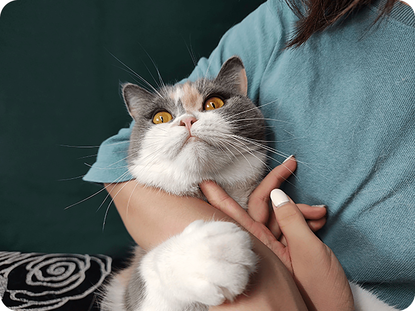 这是参与三星ISOCELL照片展的ISOCELL以2亿像素表现的女人怀里的猫的照片。