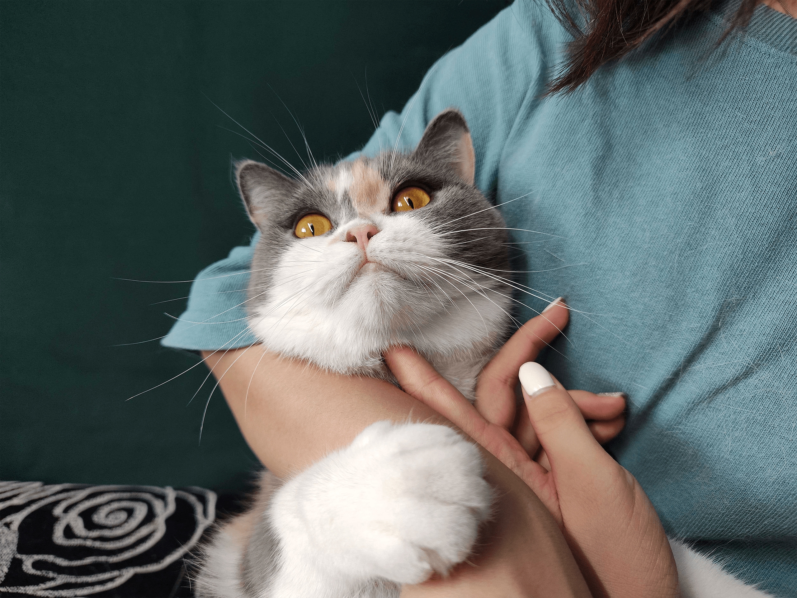 这是参与三星ISOCELL照片展的ISOCELL以2亿像素表现的女人怀里的猫的照片。