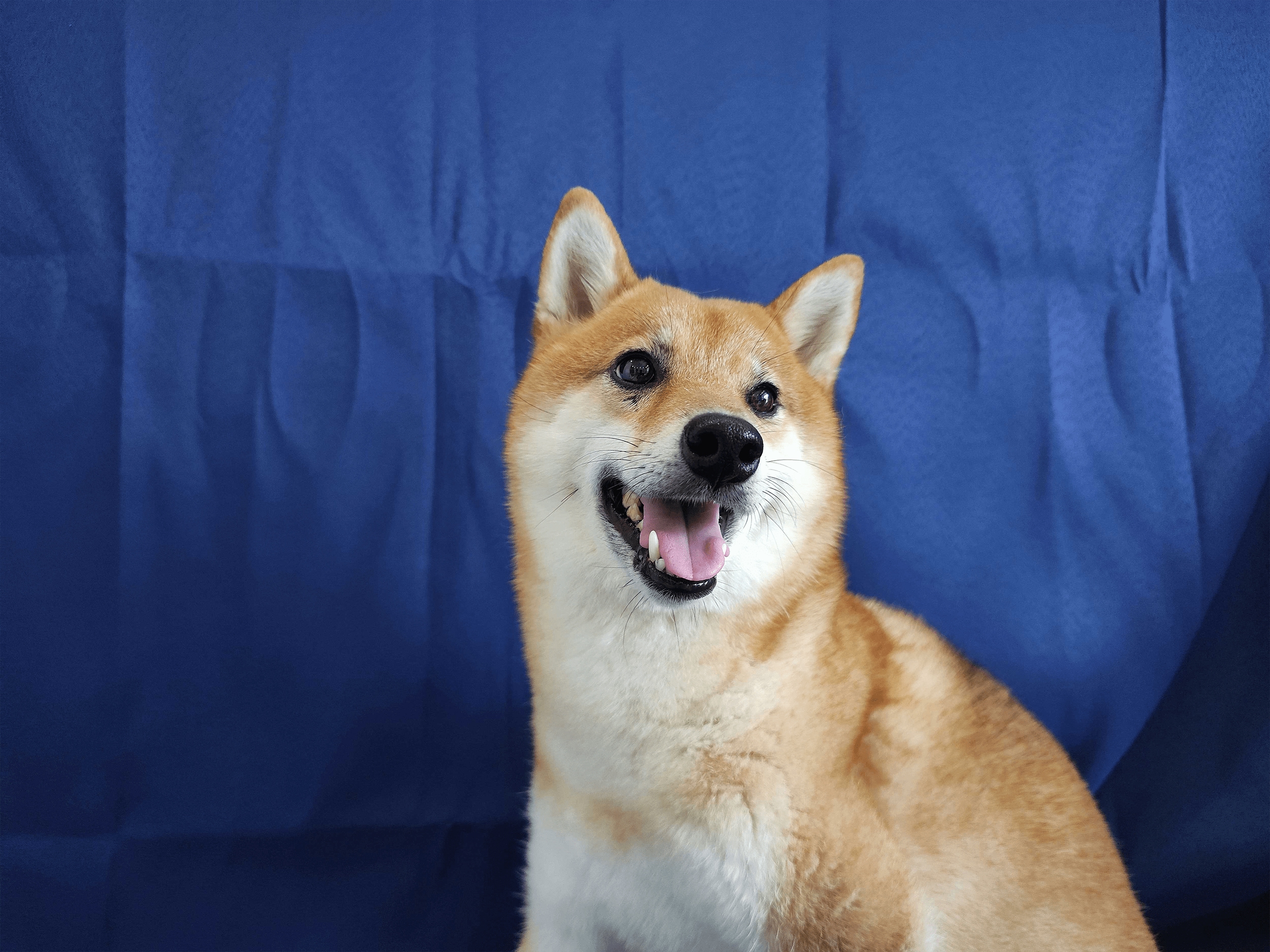 这是参与三星ISOCELL照片展的ISOCELL 2亿像素表现的蓝色背景的棕色小狗照片。