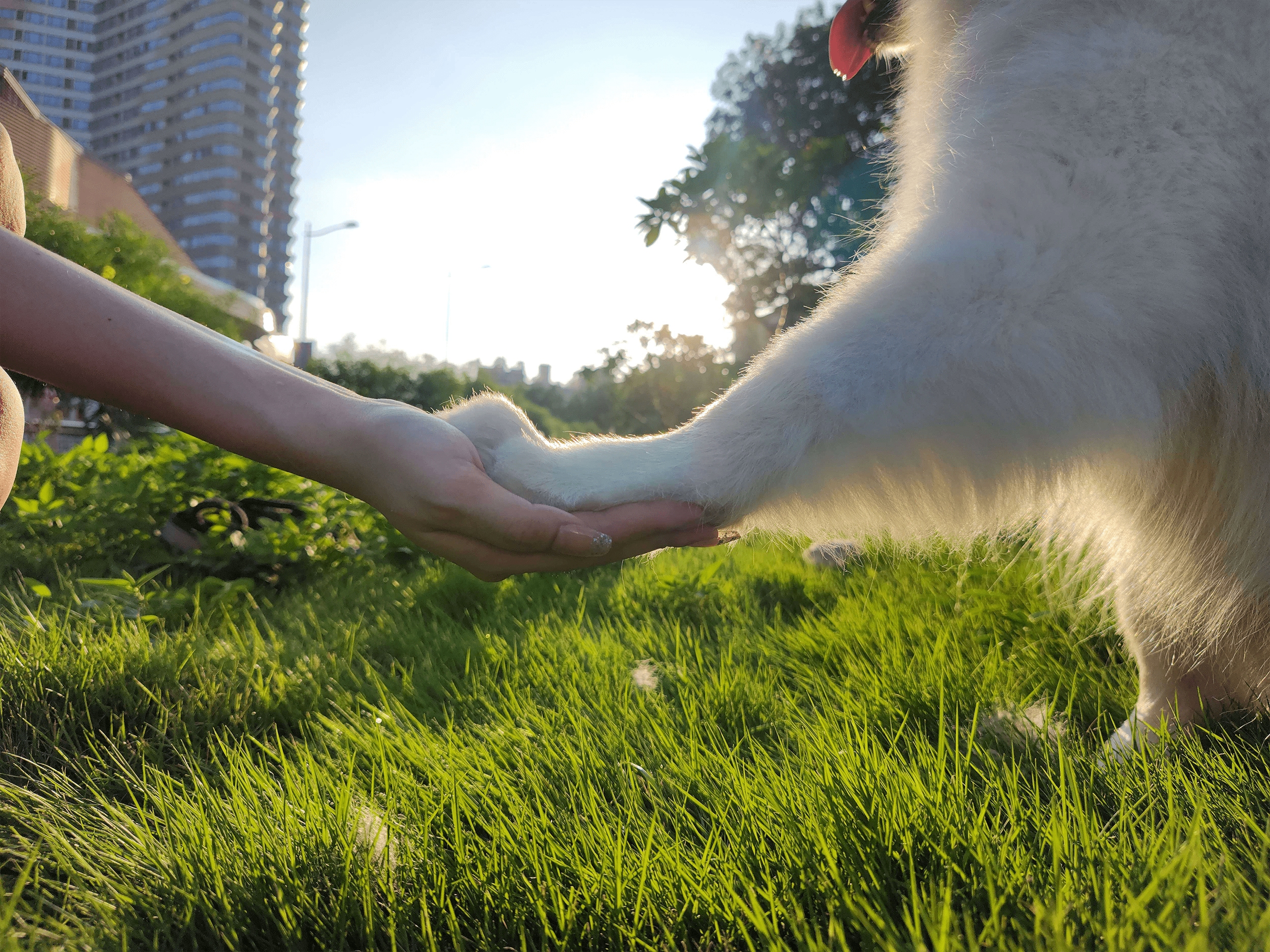 这是参与三星ISOCELL摄影展的ISOCELL 2亿像素表现的小狗和人牵着双手的手部照片。