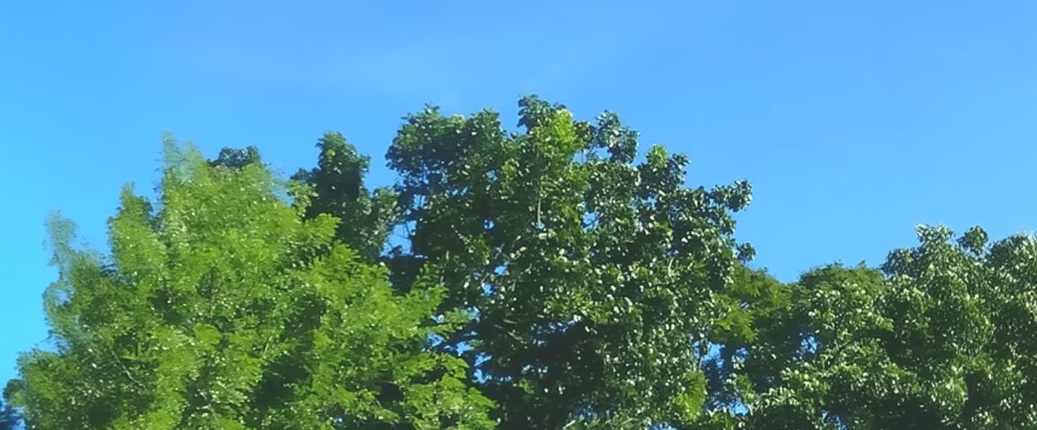 Blue and clear sky above the trees