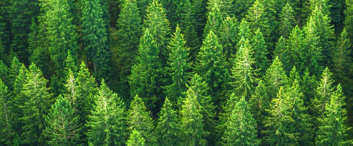  A lush forest of green pine trees.