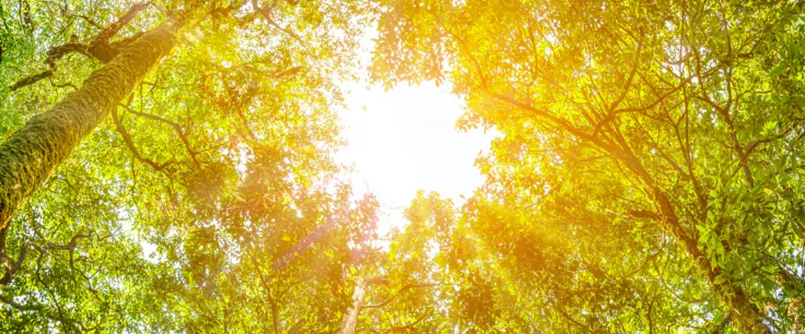 木が空に向かって伸びる森の中で横になり、太陽が輝く空を眺めます。