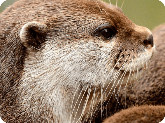 右を向いているカワウソの横顔クローズアップです