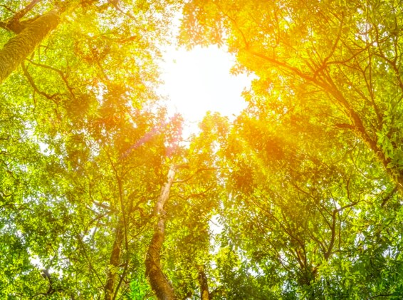 鬱蒼とした森の上に日差しが木の葉の間に降り注ぎ、暖かい光に満ちた森の風景。