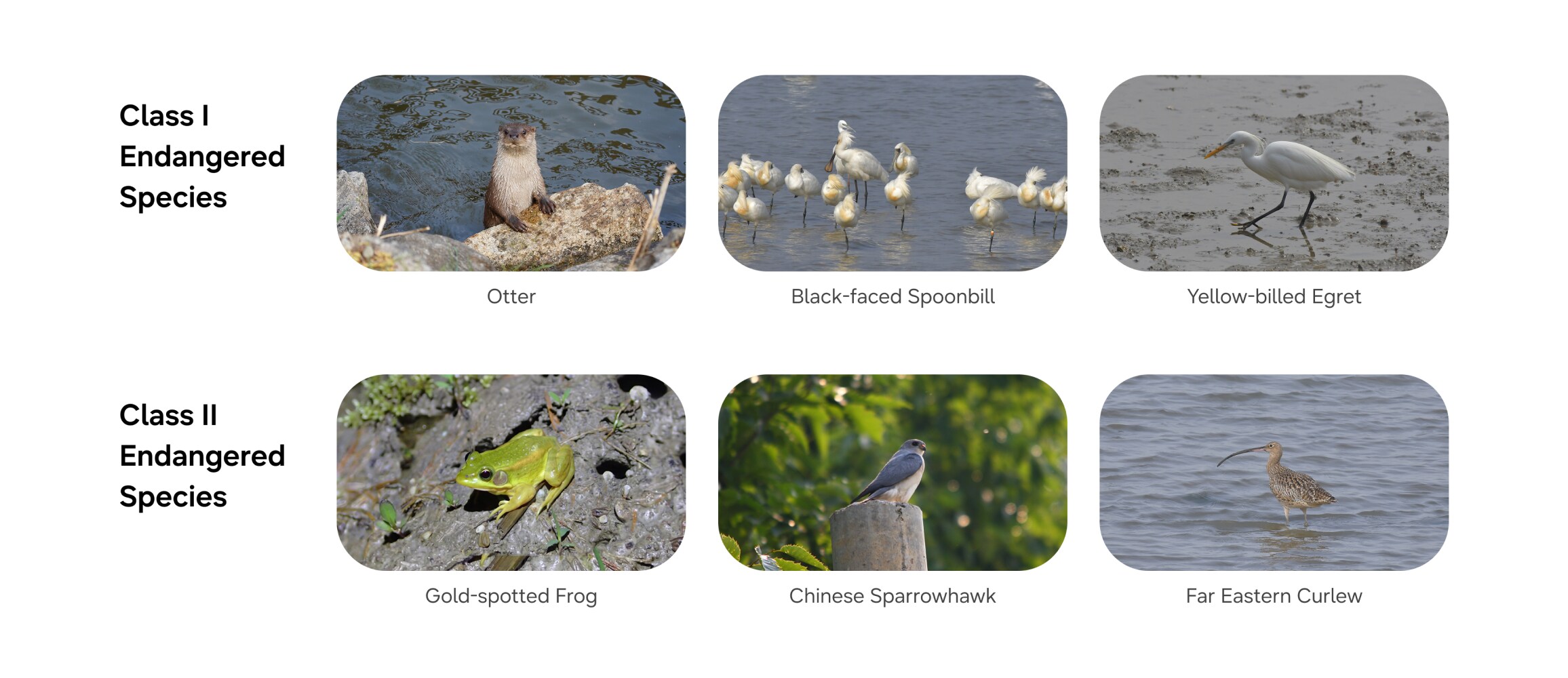 A collection of photos of endangered species (otter, black-faced spoonbill, yellow-billed egret, gold-spotted frog, chinese sparrowhawk, far eastern curlew)