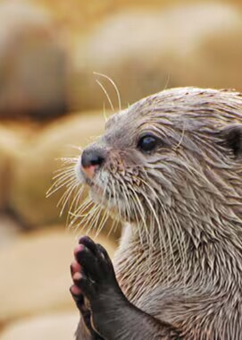 An otter looking left with its paws together.