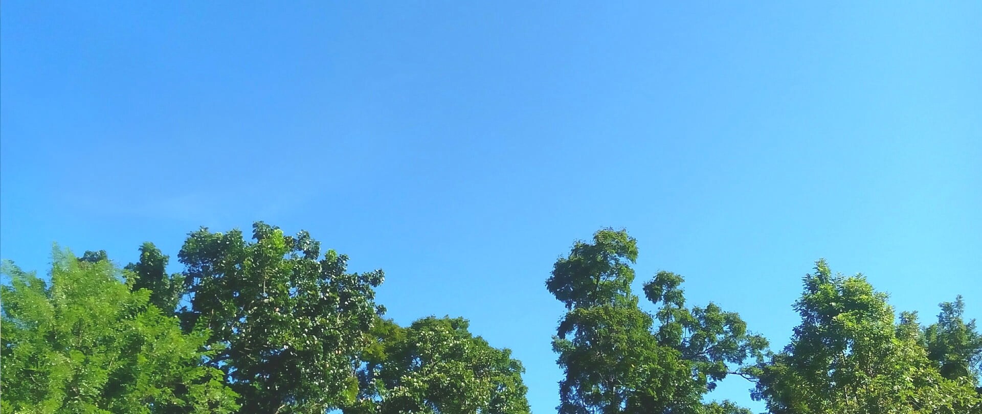 木々の上に青くてきれいな空が見えます。