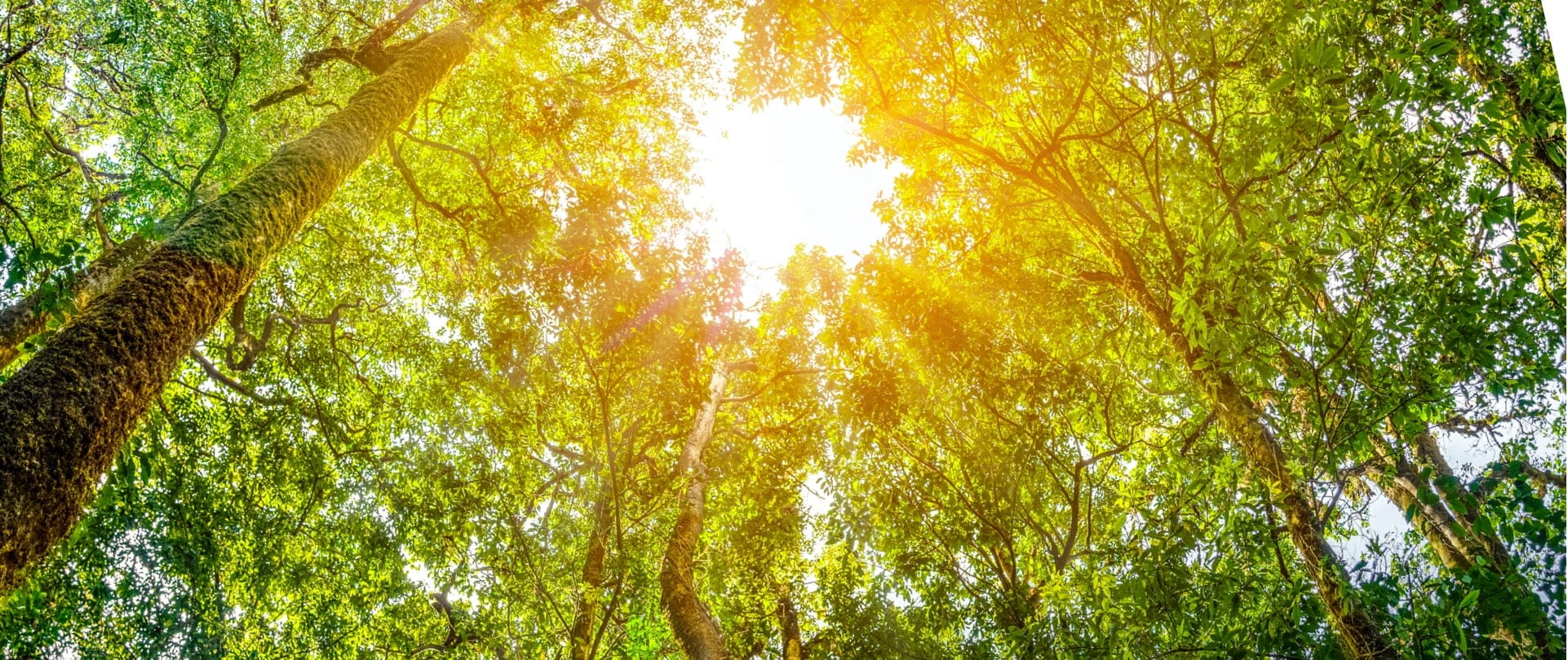 Ground view of a sun shining from above and into a forest.