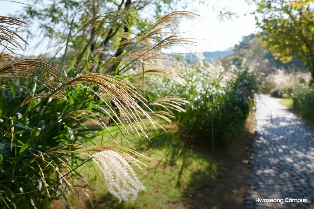 The Hwaseong Campus walking with a road through the green forest with reeds.