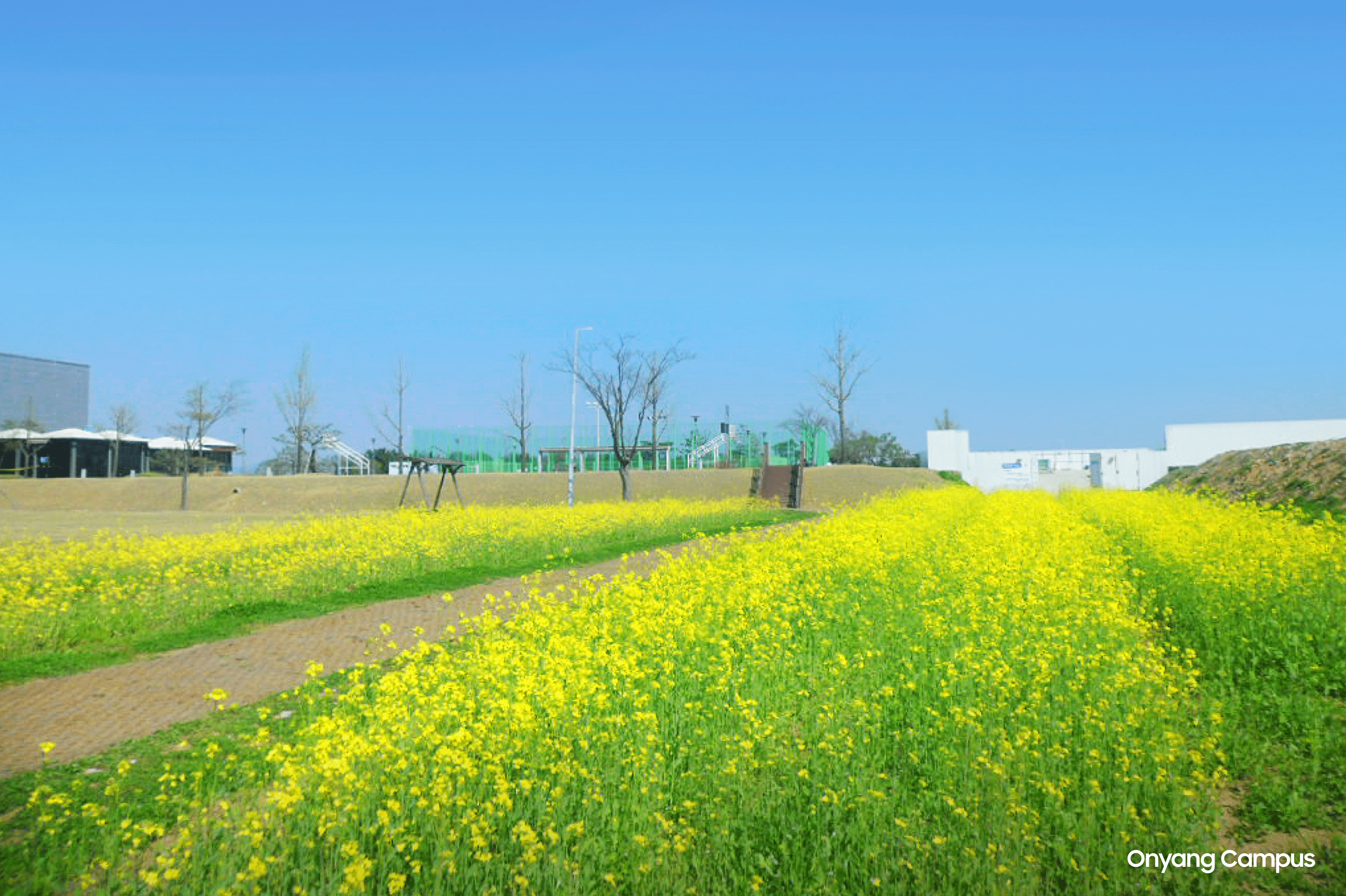 The walking trail on Onyang Campus, surrounded by blooming yellow flowers.